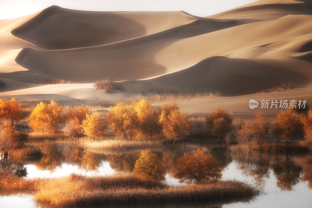 新疆沙漠胡杨林