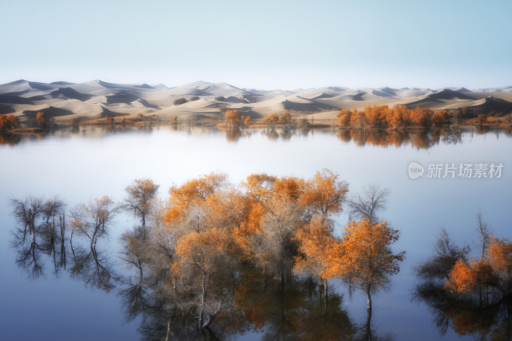 新疆塔里木河沙漠胡杨林