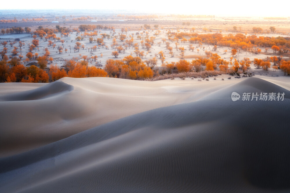 新疆沙漠胡杨林