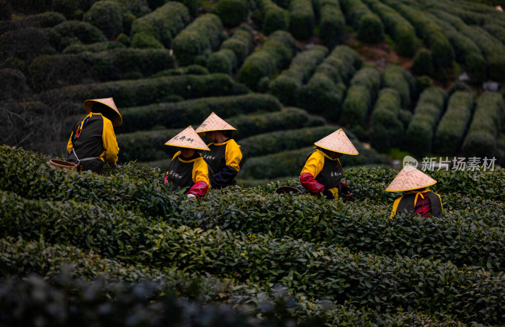 杭州西湖龙井村采茶