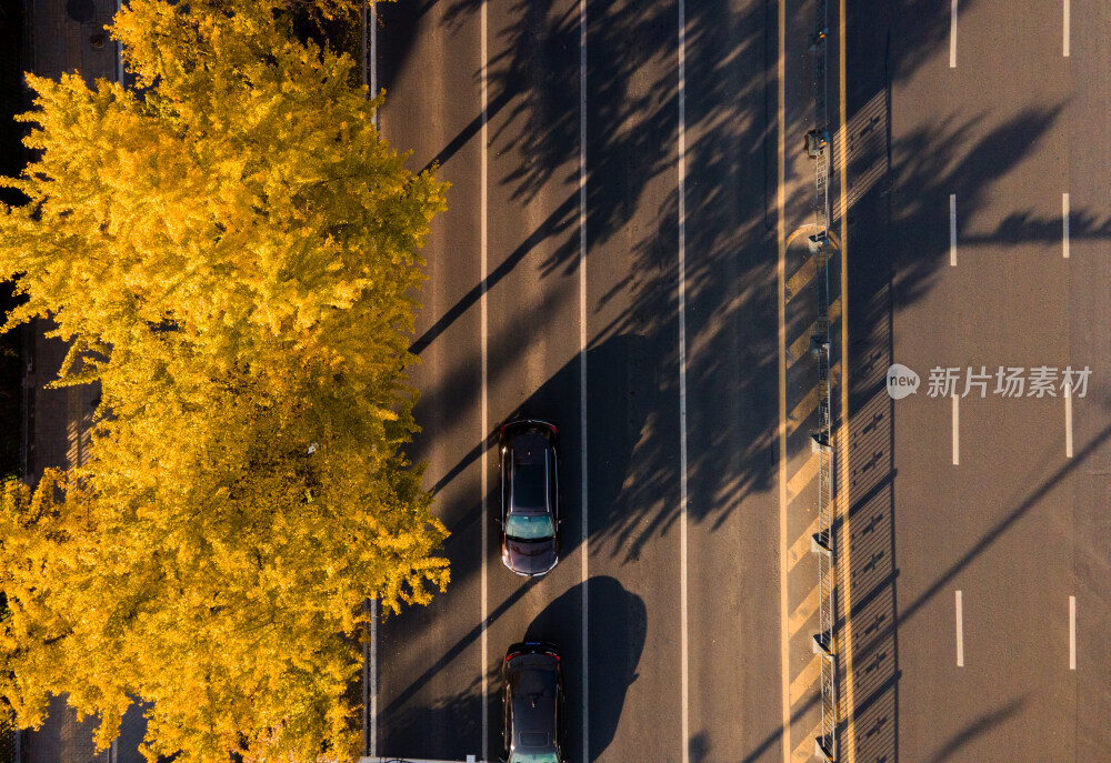 合肥徽州大道银杏