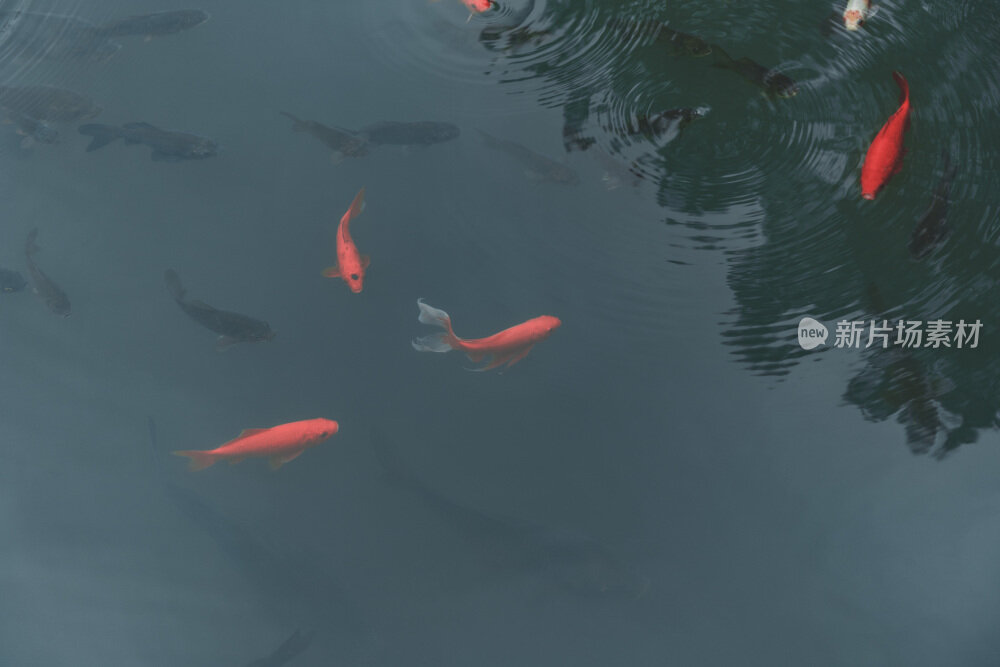 苏州园林风光之留园锦鲤