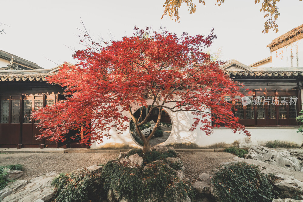 苏州园林风光之艺圃鸡爪槭