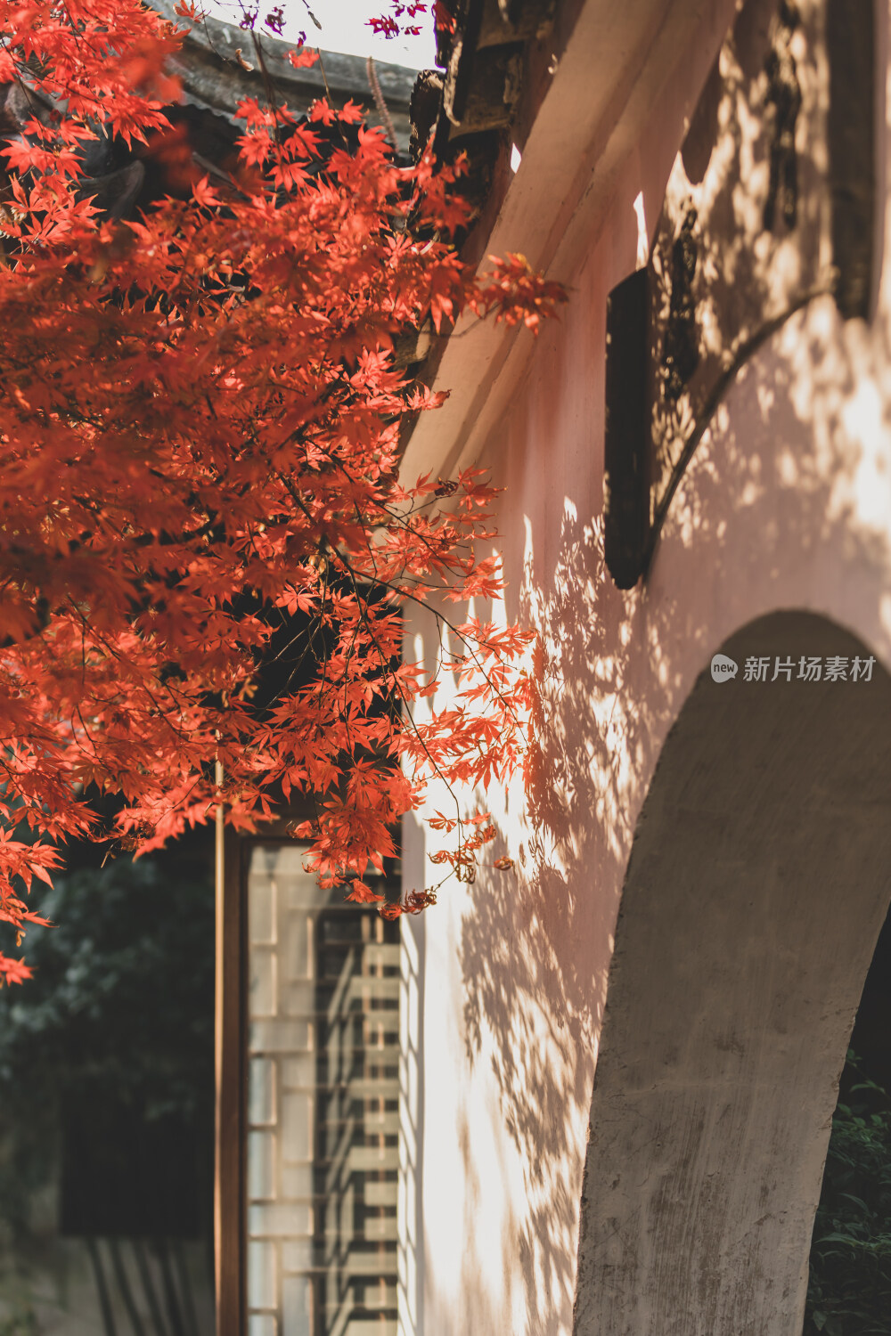 苏州园林风光之艺圃鸡爪槭