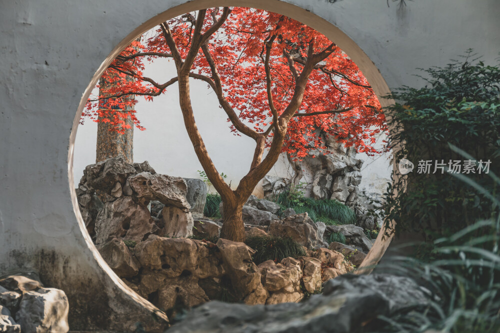 苏州园林风光之艺圃鸡爪槭