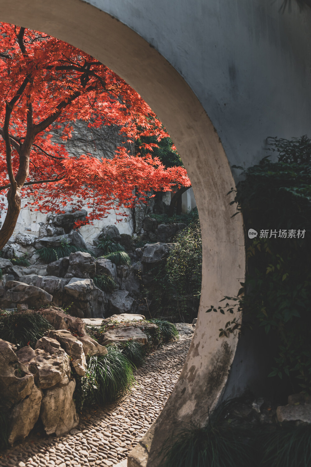 苏州园林风光之艺圃鸡爪槭