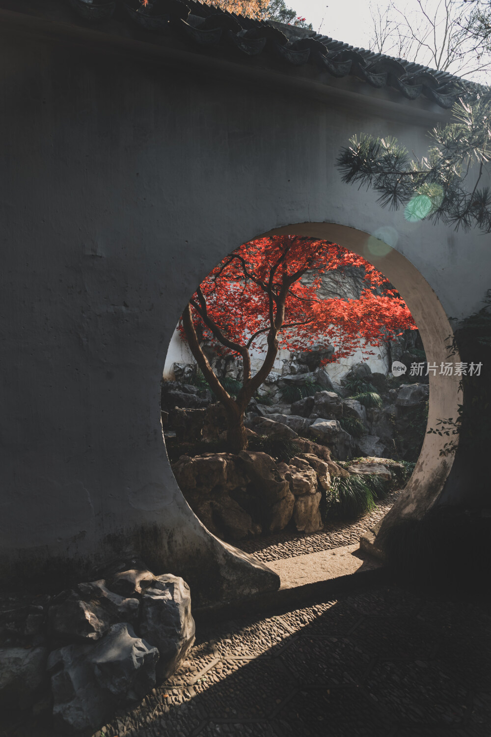 苏州园林风光之艺圃鸡爪槭