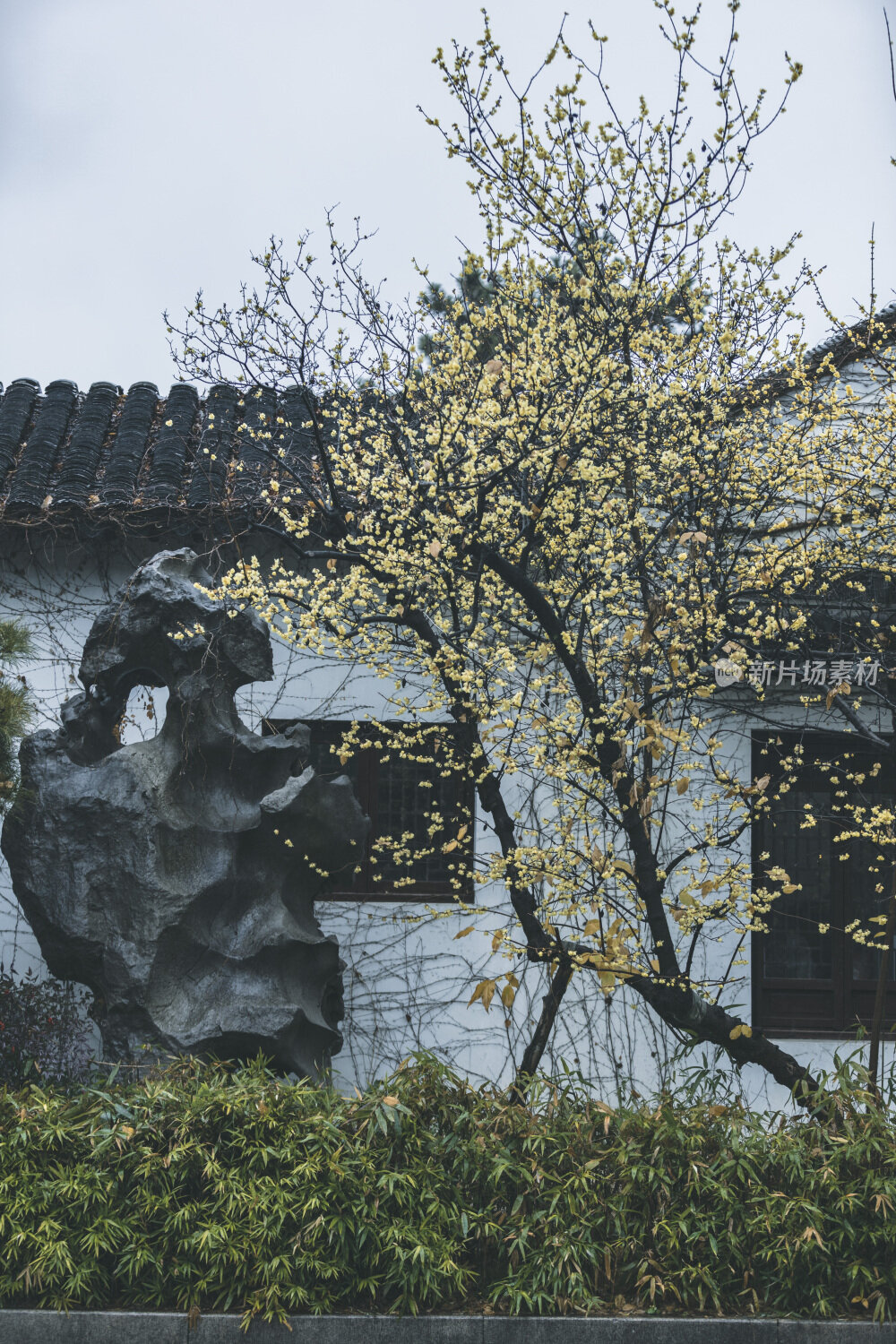 苏州园林风光之留园腊梅