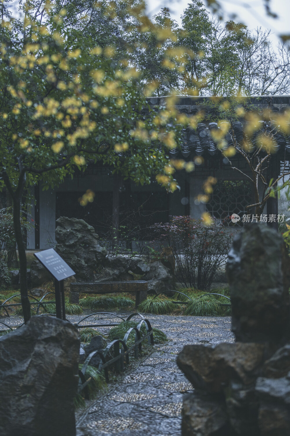 苏州园林风光之留园腊梅