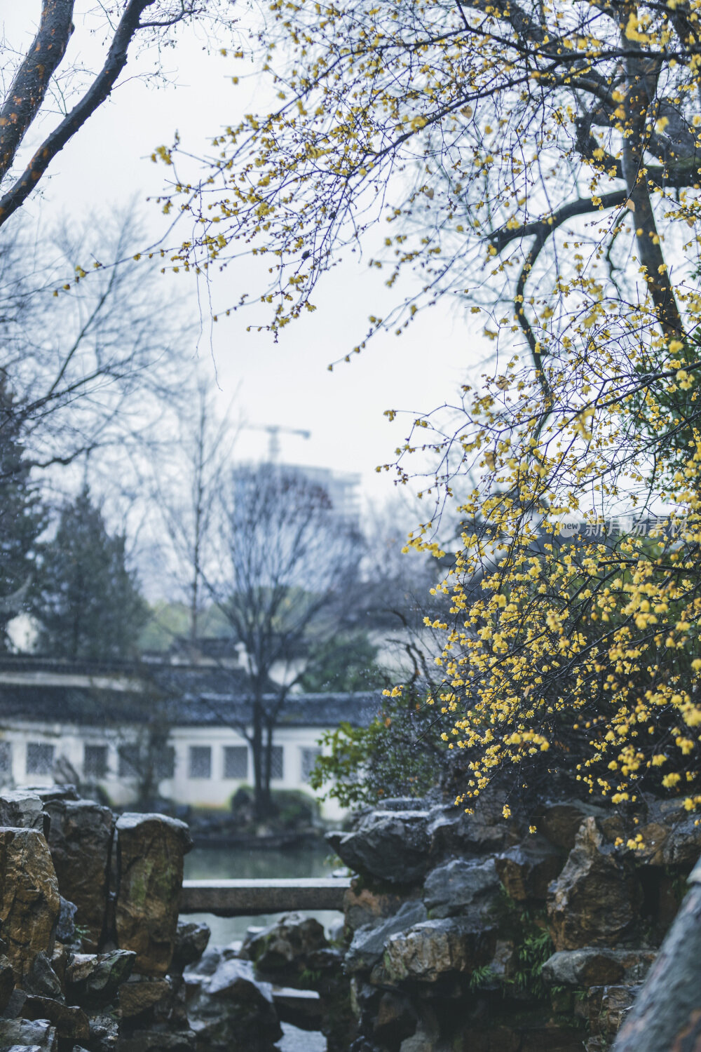 苏州园林风光之留园腊梅