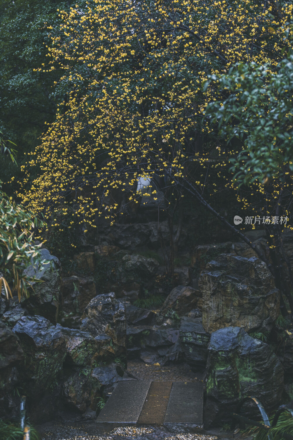 苏州园林风光之留园腊梅