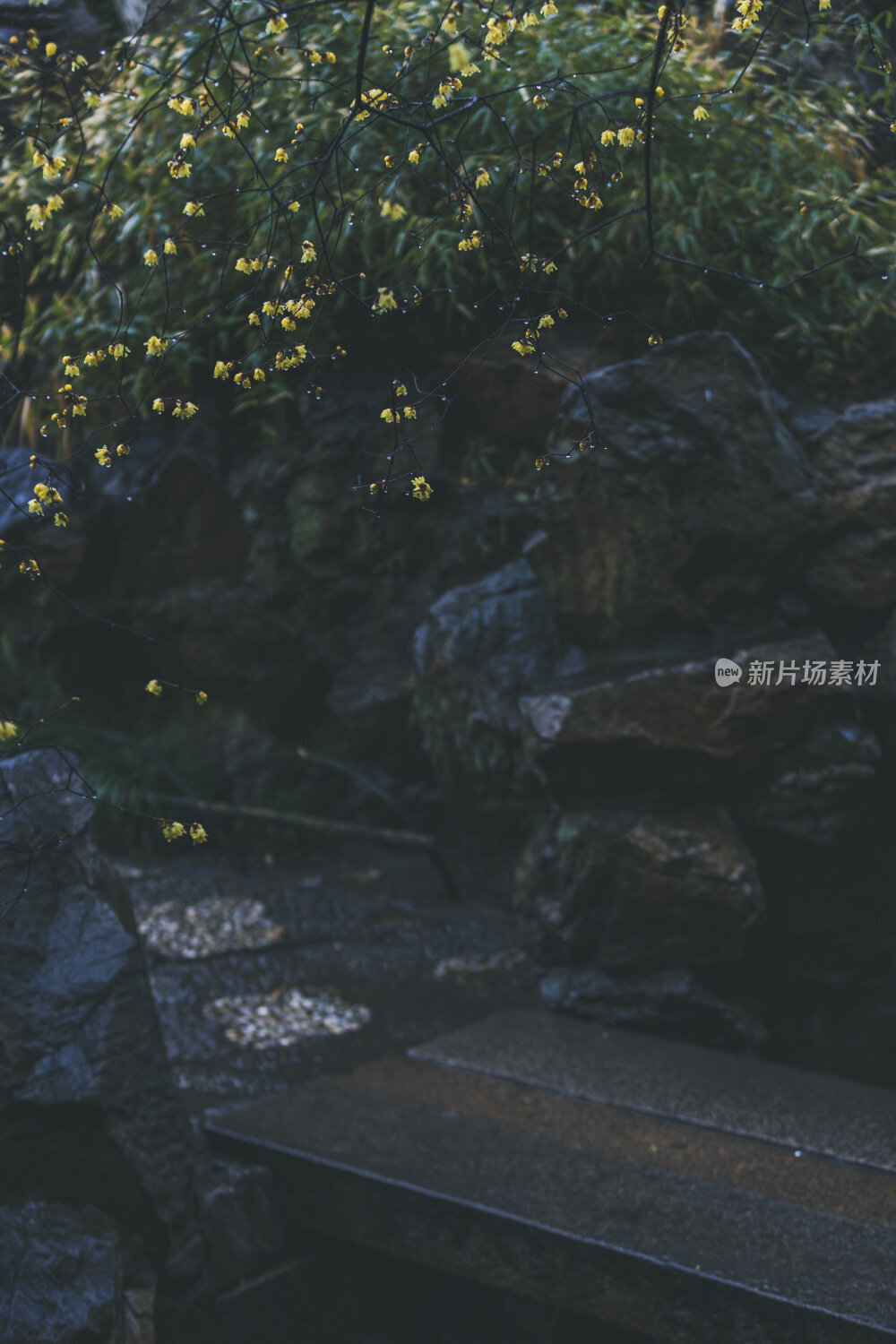 苏州园林风光之留园腊梅