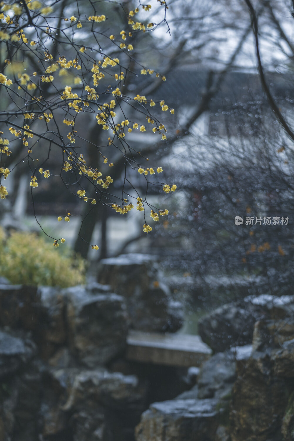 苏州园林风光之留园腊梅