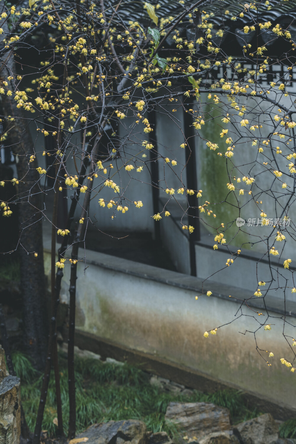 苏州园林风光之留园腊梅