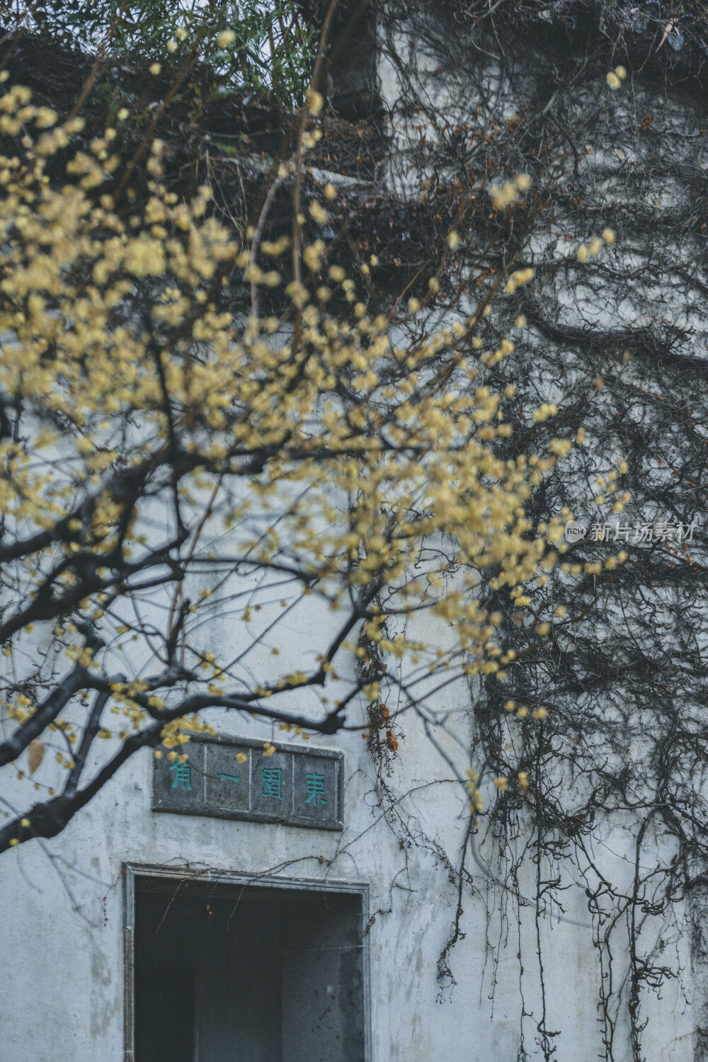 苏州园林风光之留园腊梅