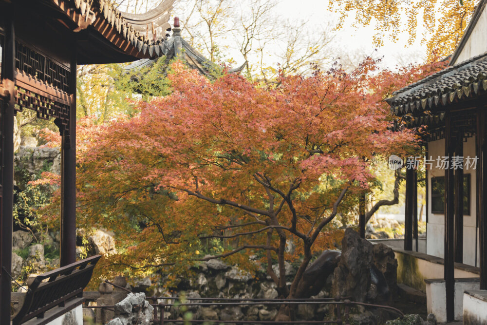 苏州园林风光之怡园秋景