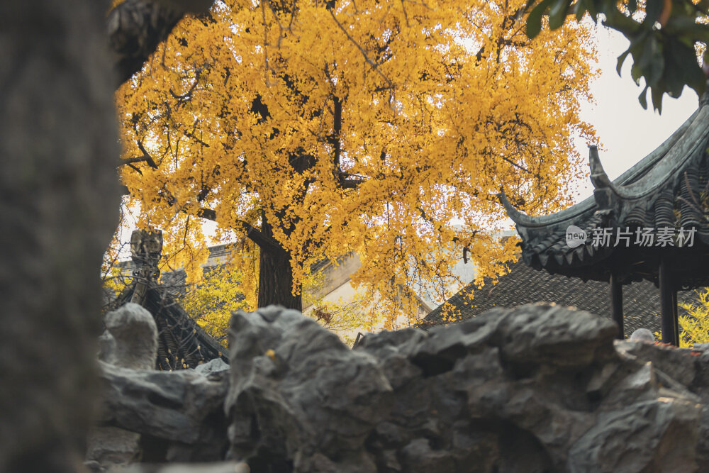 苏州园林风光之怡园秋景