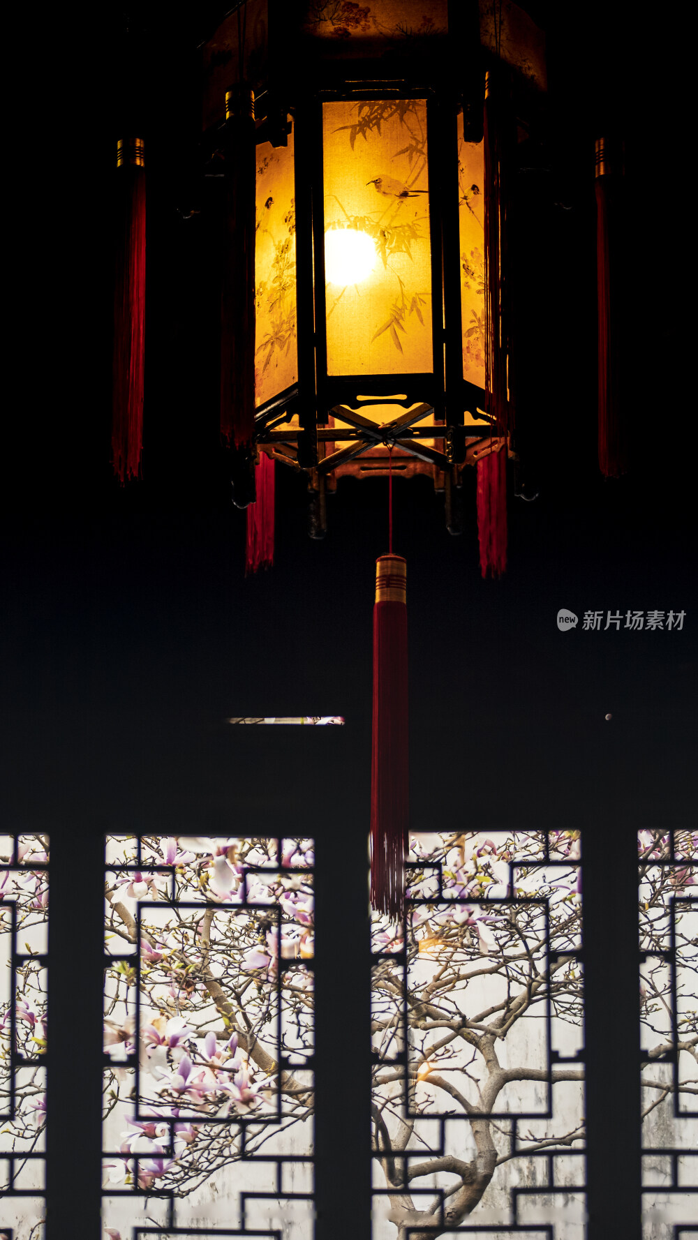 苏州园林风光之耦园玉兰