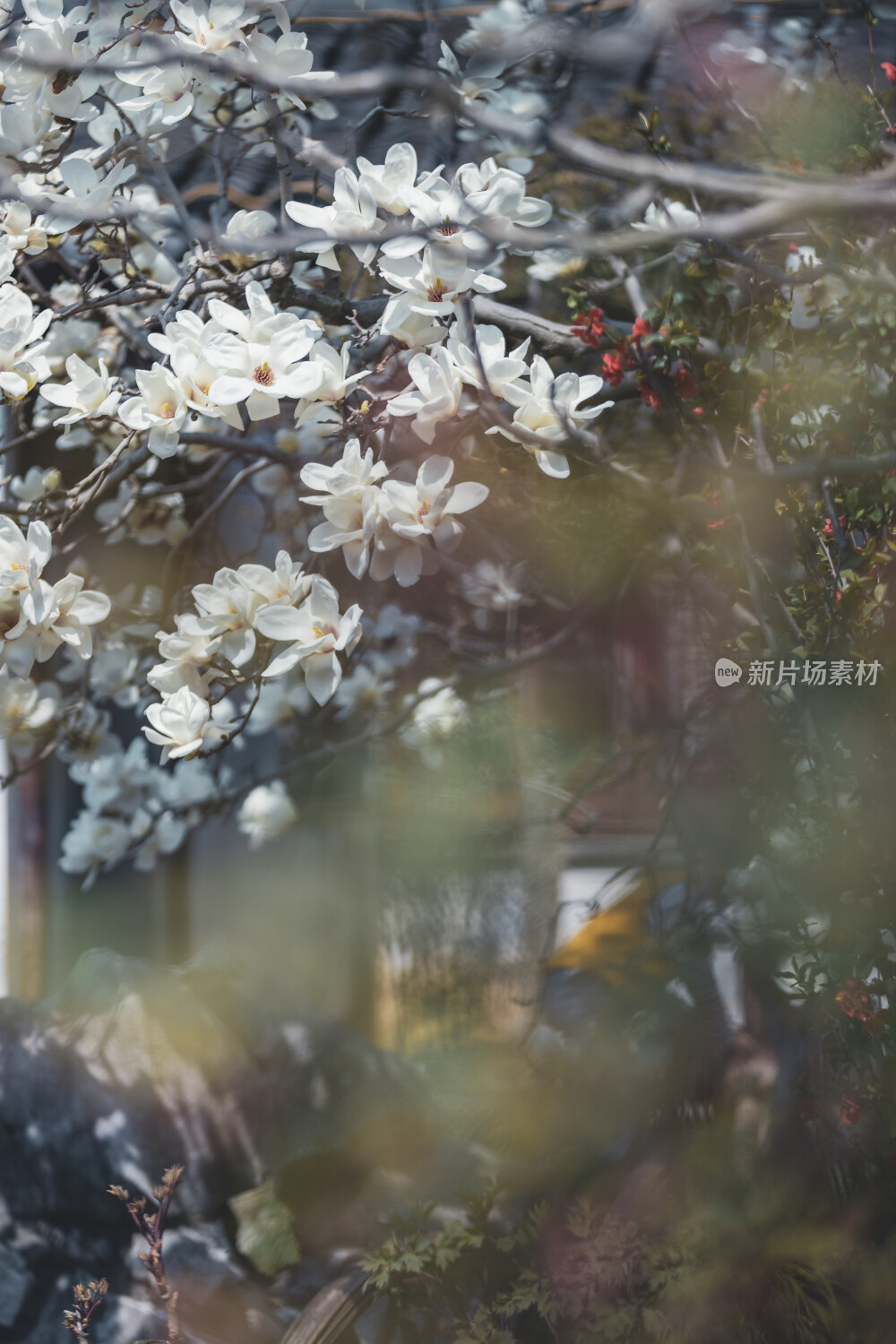 苏州园林风光之网师园玉兰