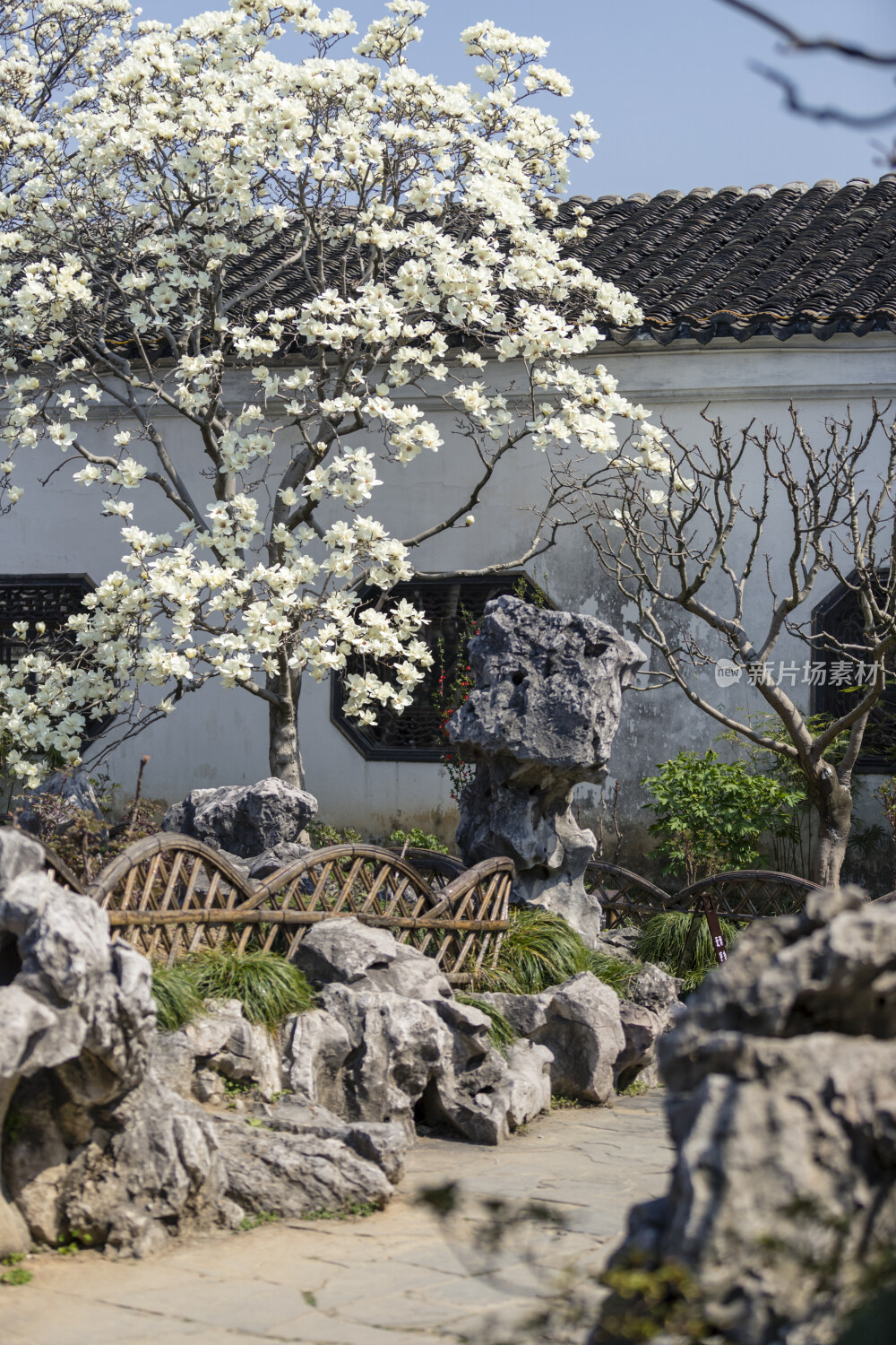 苏州园林风光之网师园玉兰