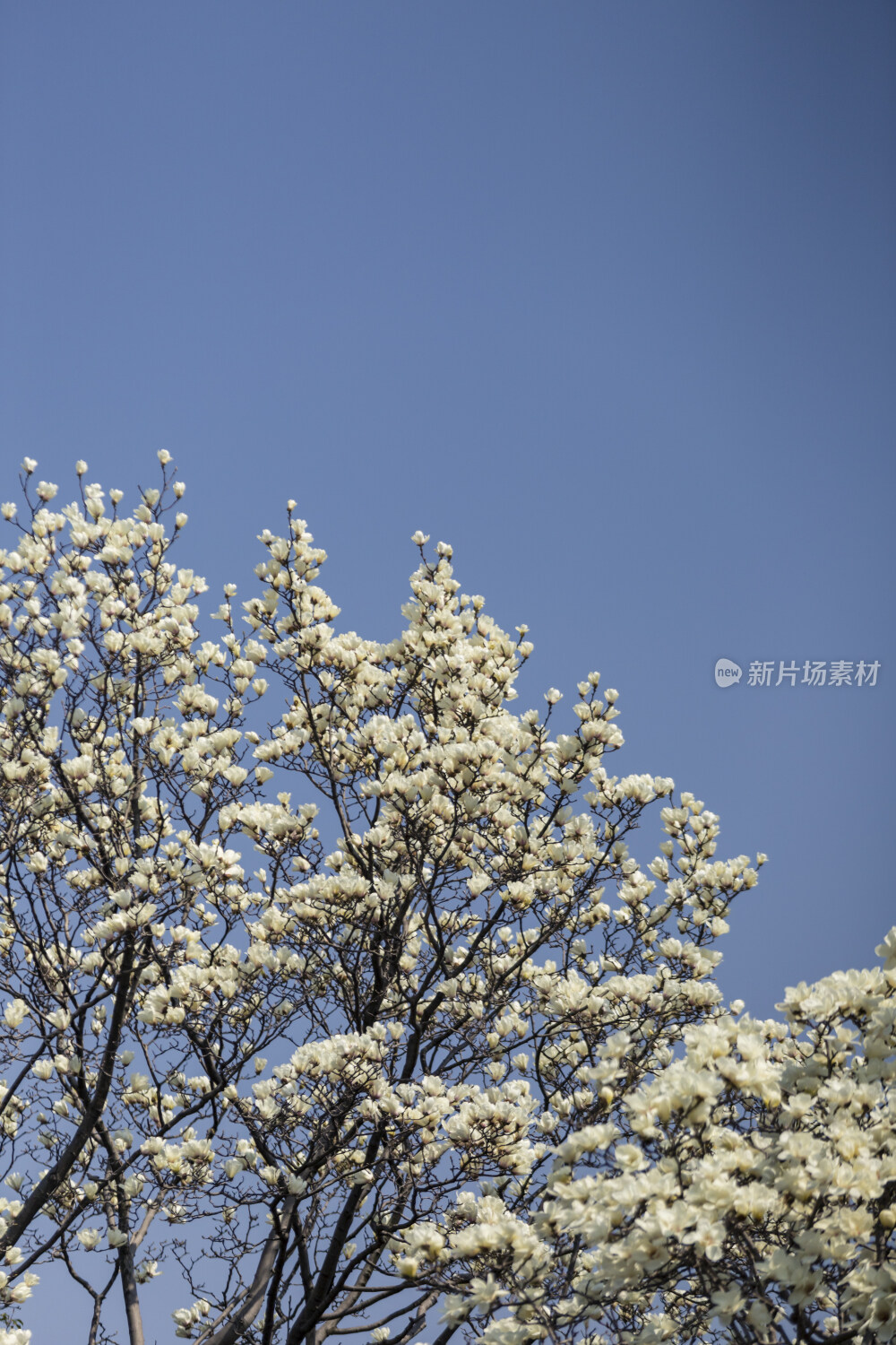 苏州园林风光之网师园玉兰