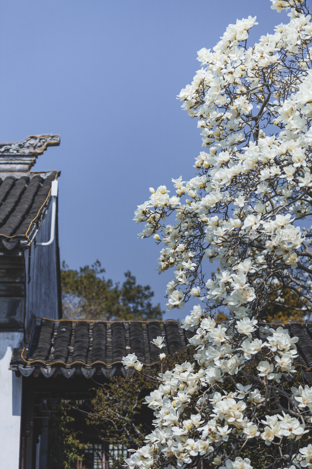 苏州园林风光之网师园玉兰