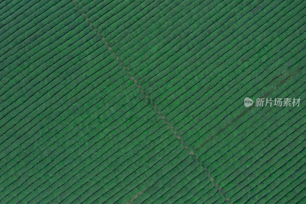 航拍清晨的贵州遵义湄潭茶海