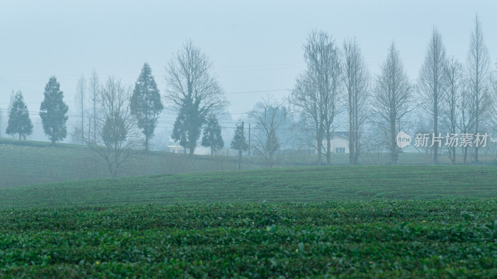 清晨宁静的贵州遵义湄潭茶海