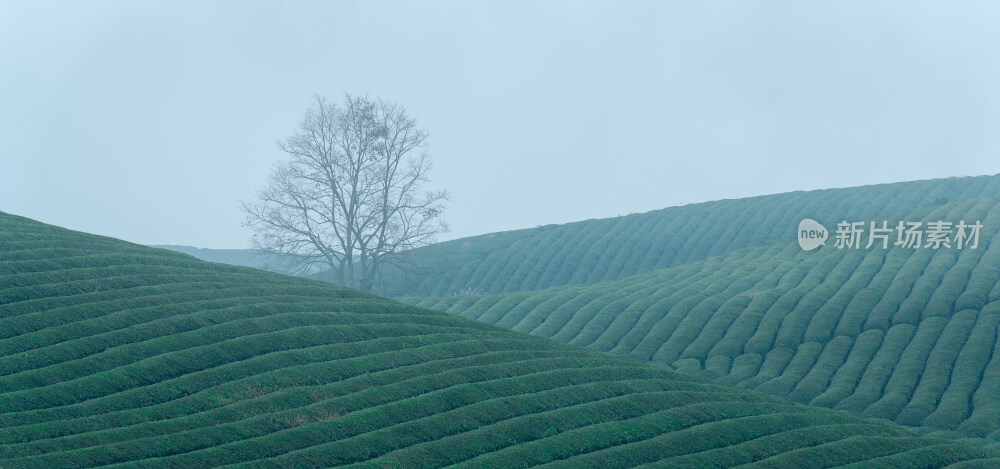 清晨宁静的贵州遵义湄潭茶海