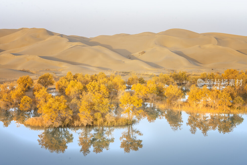 新疆蔚犁塔里木河沙漠胡杨林