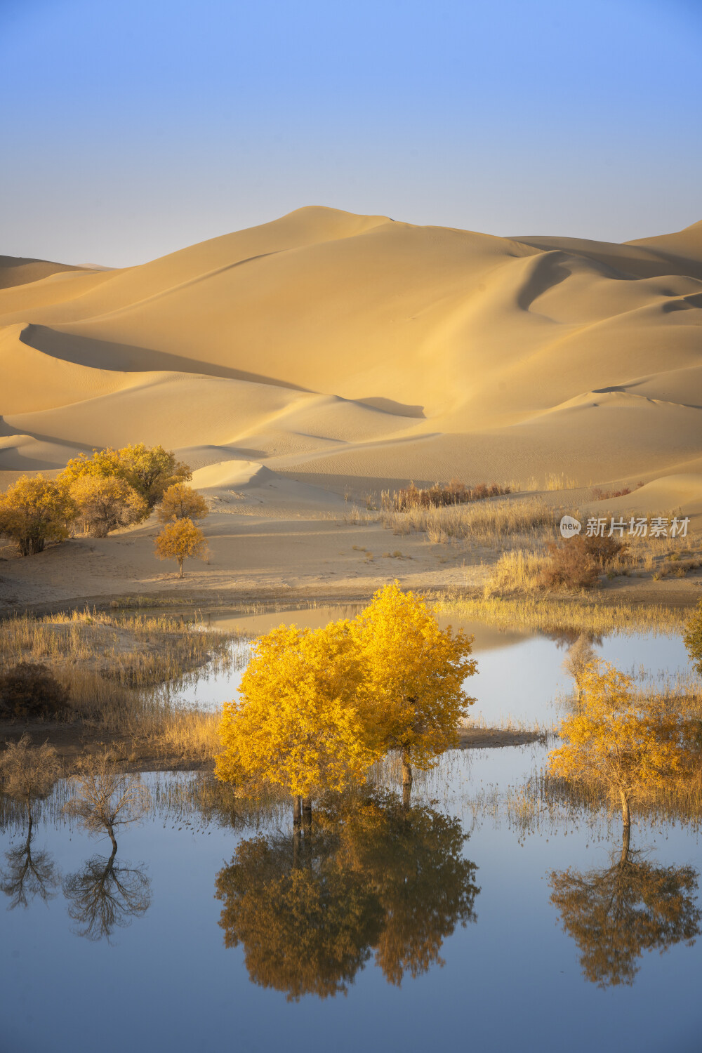 新疆蔚犁塔里木河沙漠胡杨林