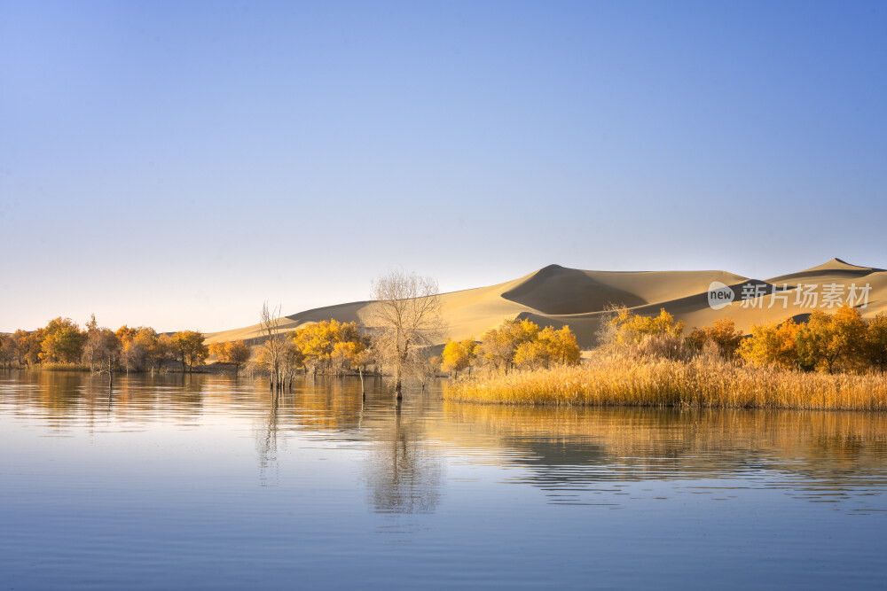 新疆蔚犁塔里木河沙漠胡杨林