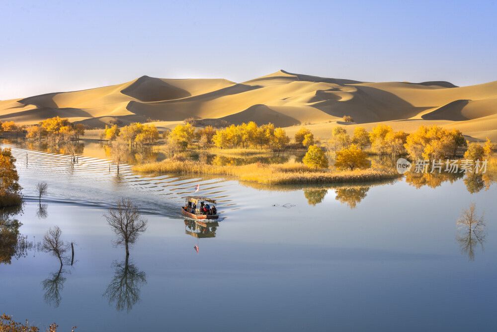 新疆蔚犁塔里木河沙漠胡杨林