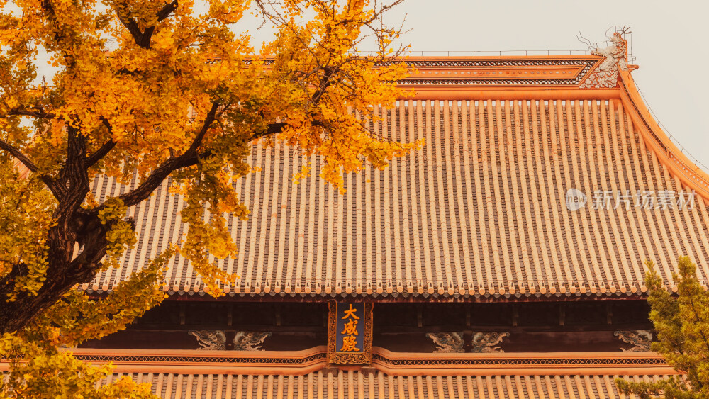 苏州文庙银杏秋