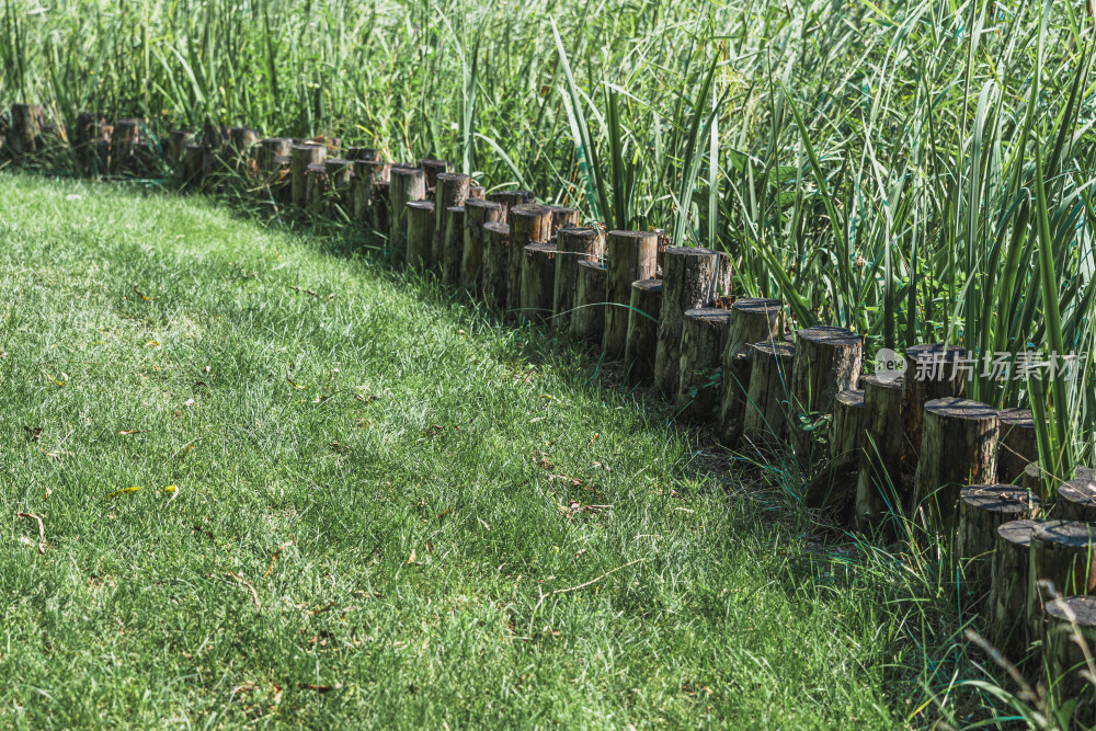 北京海淀中坞公园水稻