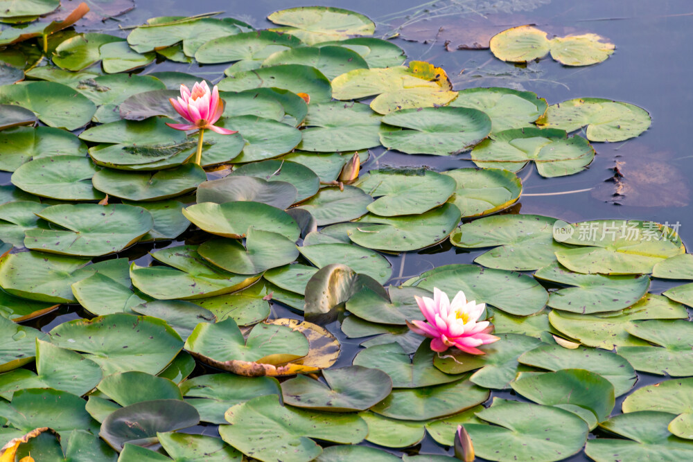 夏季荷花荷叶风景图