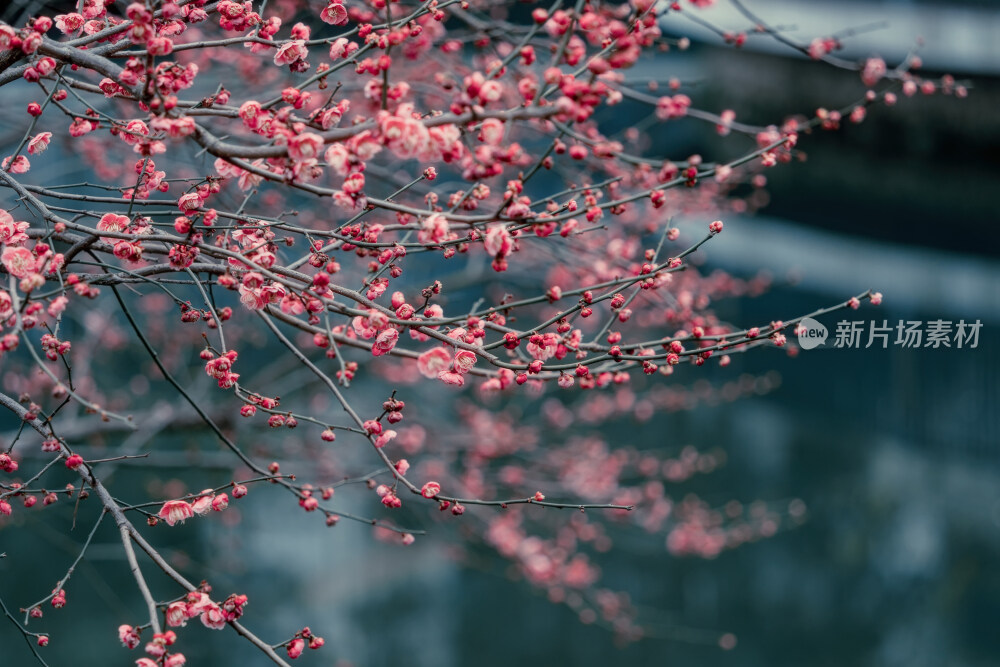 成都浣花溪公园梅花