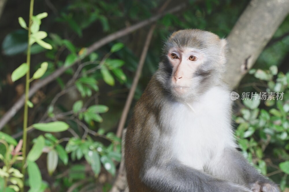 张家界风光素材