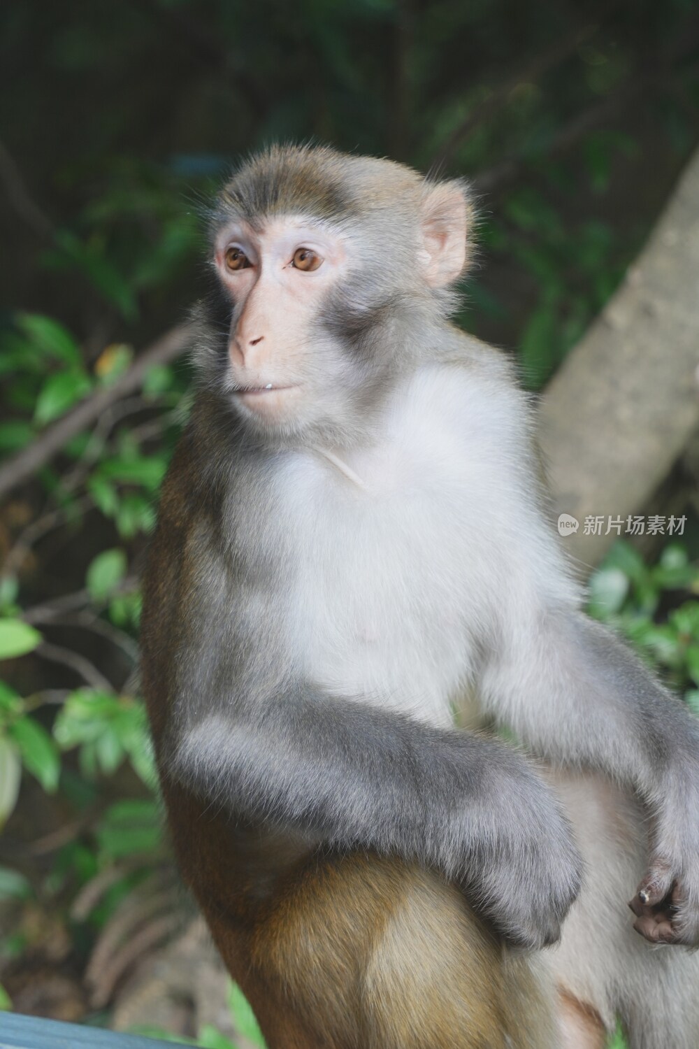 张家界风光素材