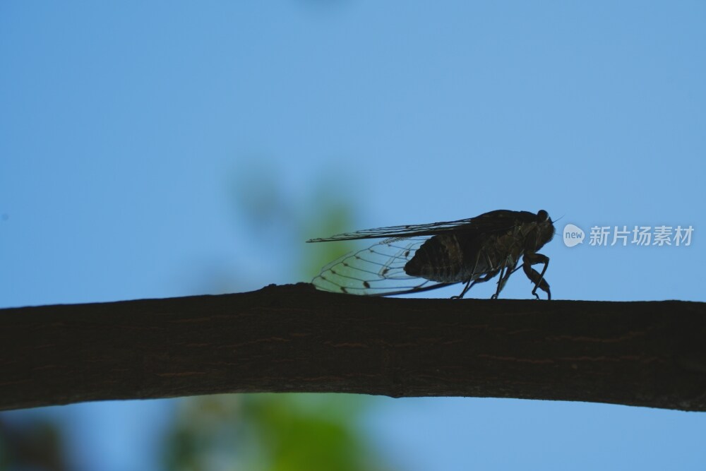 张家界天门山景区风光素材