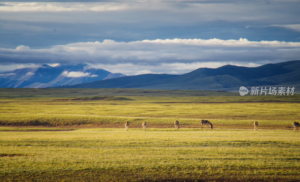 可可西里草原上的藏羚羊