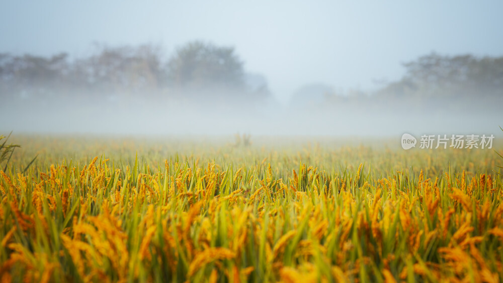 晨雾中的稻田