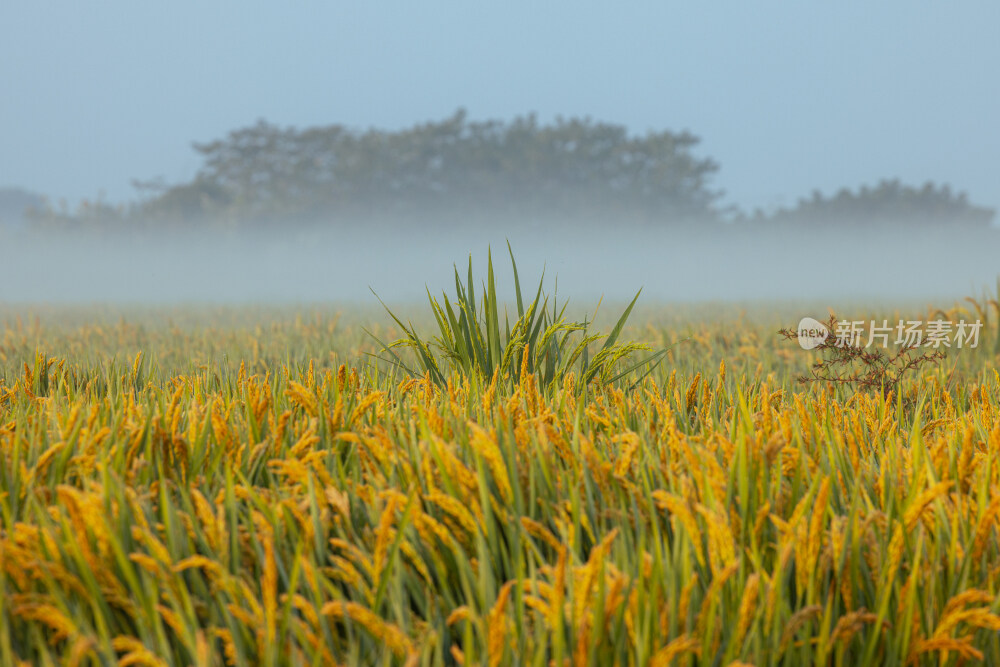 晨雾中的稻田