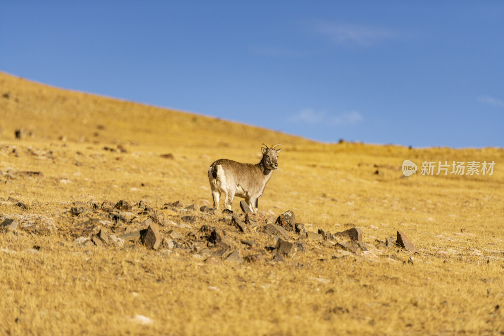 西藏普莫雍措湖边的羚羊