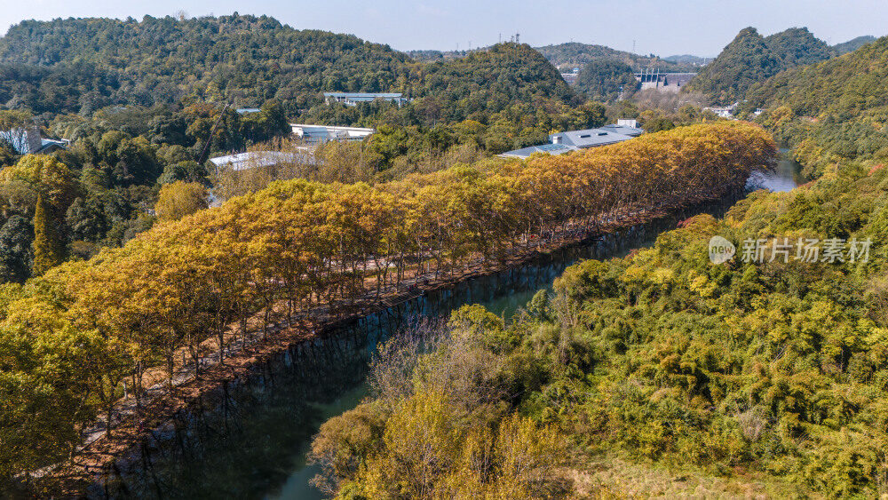 航拍黄金大道梧桐换金色秋装似油画