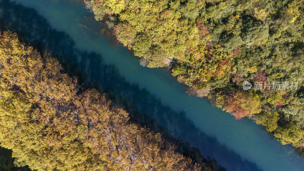 航拍黄金大道梧桐换金色秋装似油画