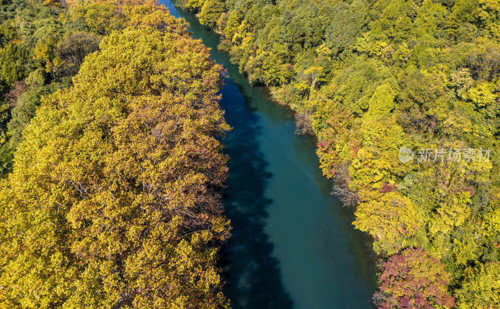 航拍黄金大道梧桐换金色秋装似油画