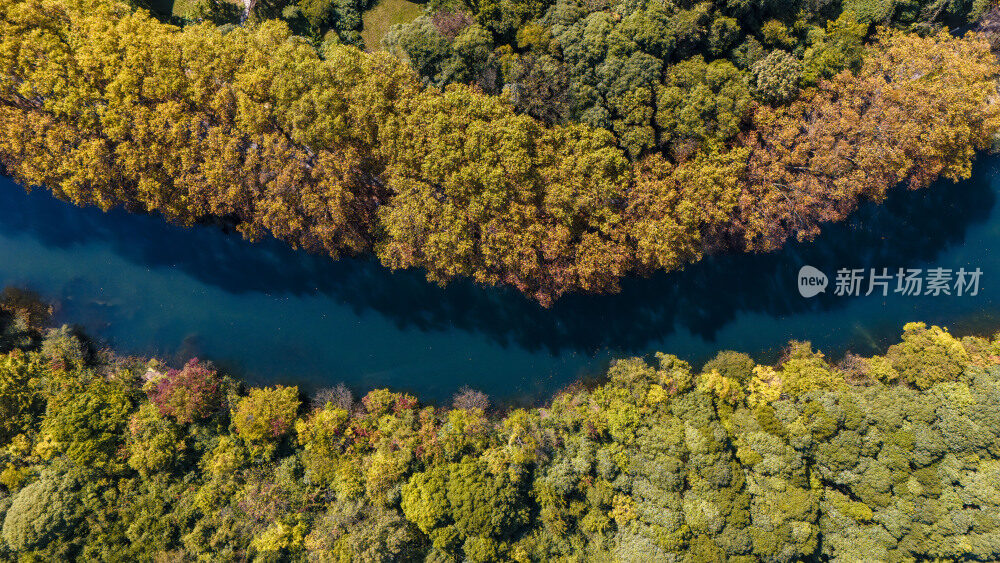 航拍黄金大道梧桐换金色秋装似油画