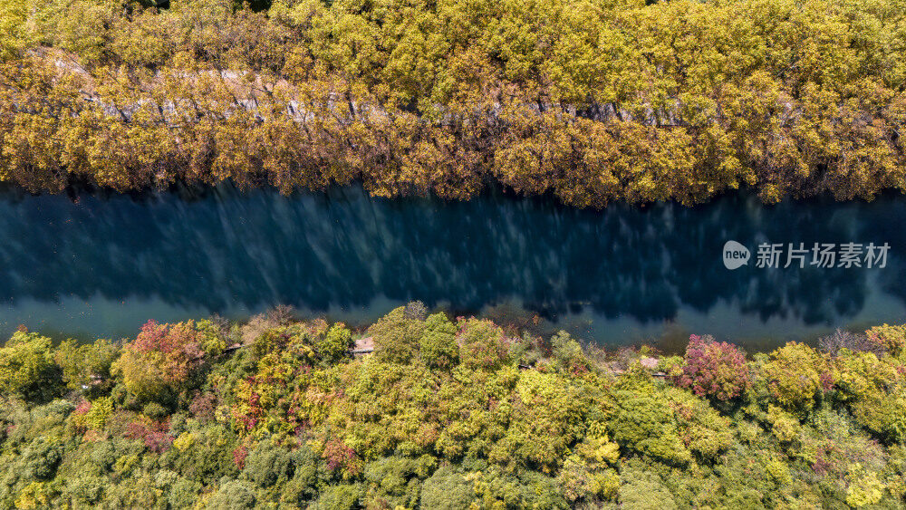 航拍黄金大道梧桐换金色秋装似油画