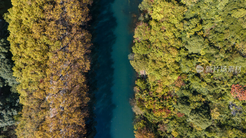 航拍黄金大道梧桐换金色秋装似油画